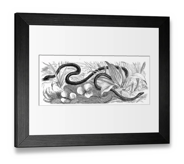 Framed Print : Reptiles, Wormworm, Caecilia tentaculata is a soil-dwelling blind worm