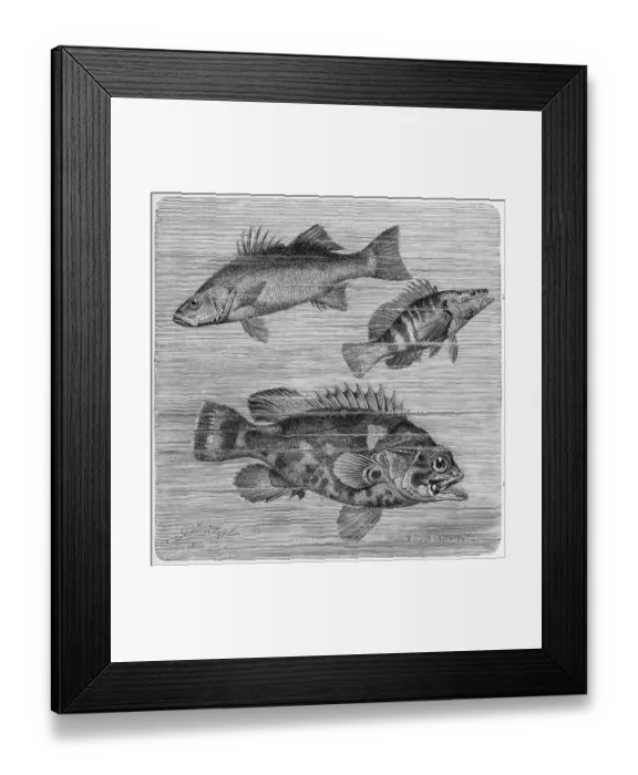 Framed Print : Fish, 1. European sea bass or sea bass Framed Print : Fish, 1. European sea bass or sea bass