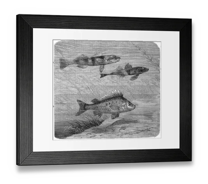 Framed Print : Fish, 1. aspro zingel, Zingel, a species of fish from the family of the true perch