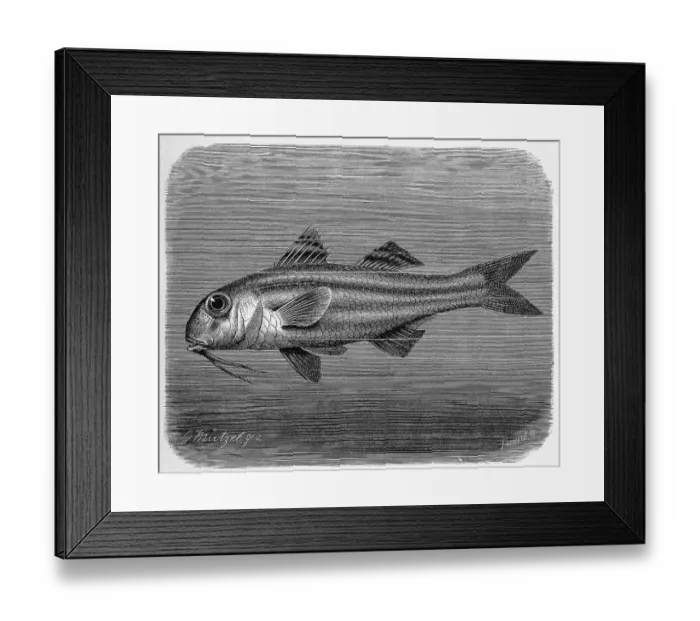 Framed Print : Fish, striped red mullet (Mullus surmuletus) Framed Print : Fish, striped red mullet (Mullus surmuletus)