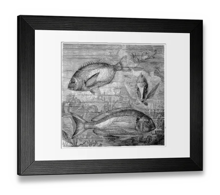 Framed Print : Fish, 1. ringed sea bream, Diplodus anularis Framed Print : Fish, 1. ringed sea bream, Diplodus anularis