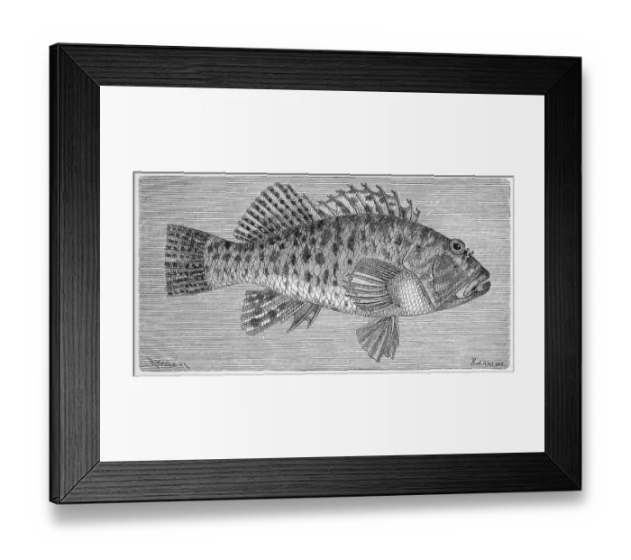 Framed Print : Fish, Cirrhitus pinnulatus coral sentinel