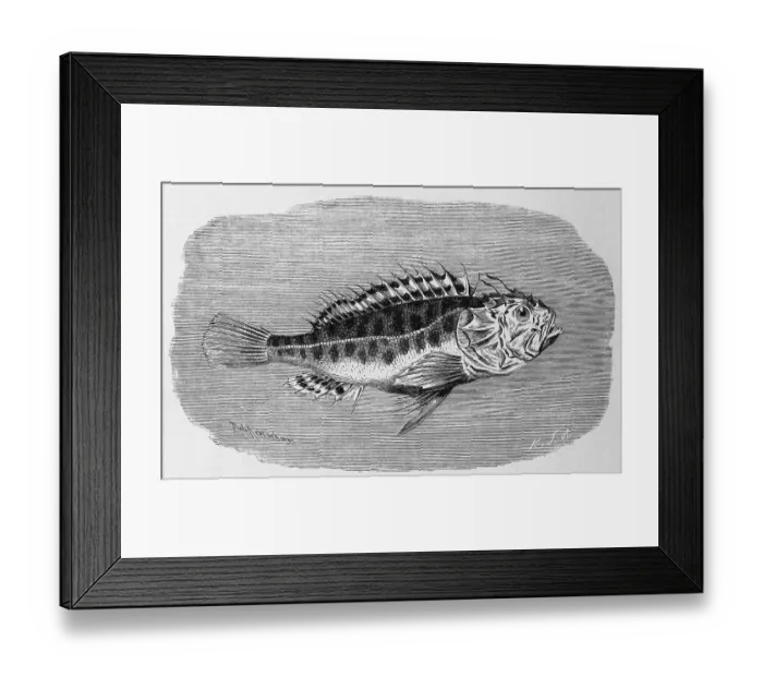 Framed Print : Fish, Sea toad, black scorpionfish (Scorpaena porcus) Framed Print : Fish, Sea toad, black scorpionfish (Scorpaena porcus)