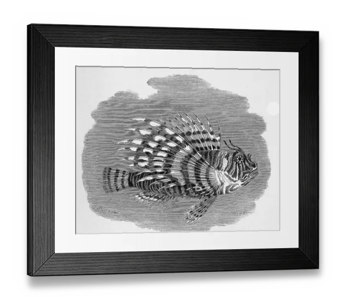 Framed Print : Fish, pacific red lionfish (Pterois volitans) Framed Print : Fish, pacific red lionfish (Pterois volitans)