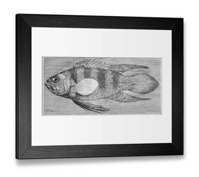 Framed Print : Fish, Bleekers Seenander, Miracle perch Framed Print : Fish, Bleekers Seenander, Miracle perch