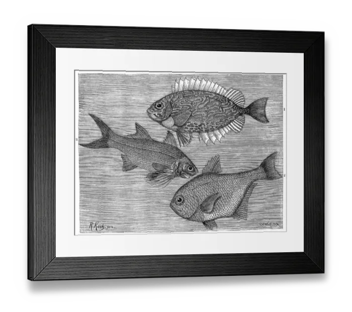 Framed Print : Fish, scrollfish, gold spot rabbitfish