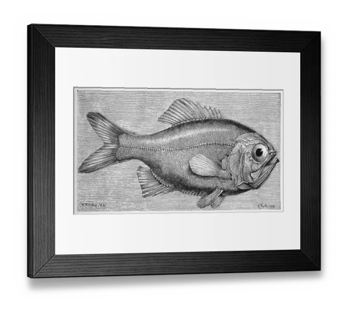 Framed Print : Fish, Maorirauchling, Trachichthys traillii Framed Print : Fish, Maorirauchling, Trachichthys traillii