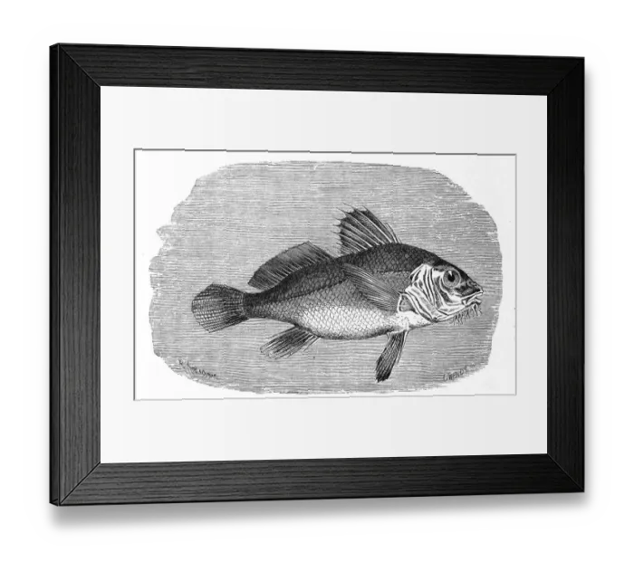 Framed Print : Fish, black drum (Pogonias cromis) or Bearded umber