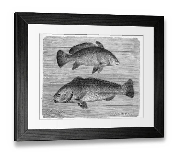 Framed Print : Fish, 1. brown meagre (Corvina nigra) syn