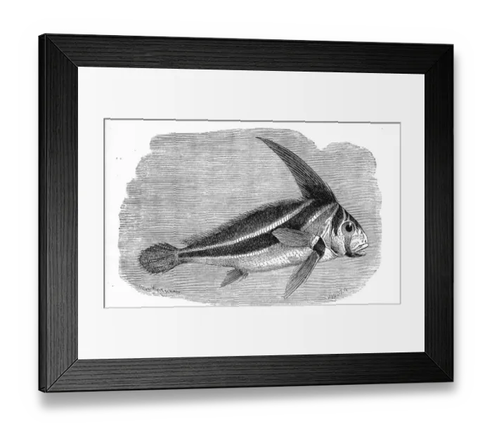 Framed Print : Fish, jack-knifefish (Equetus lanceolatus) Framed Print : Fish, jack-knifefish (Equetus lanceolatus)