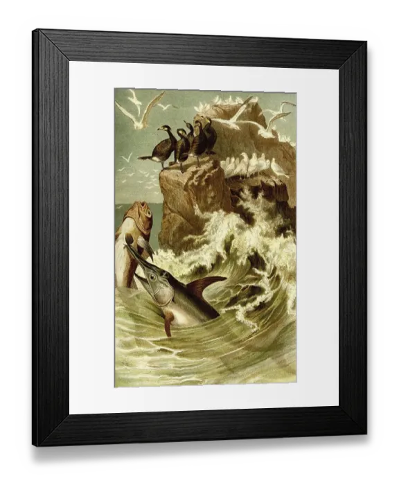 Framed Print : Fish, swordfish (Xiphias gladius) Framed Print : Fish, swordfish (Xiphias gladius)
