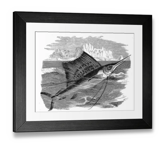 Framed Print : Fish, indo-pacific sailfish (Istiophorus platypterus)