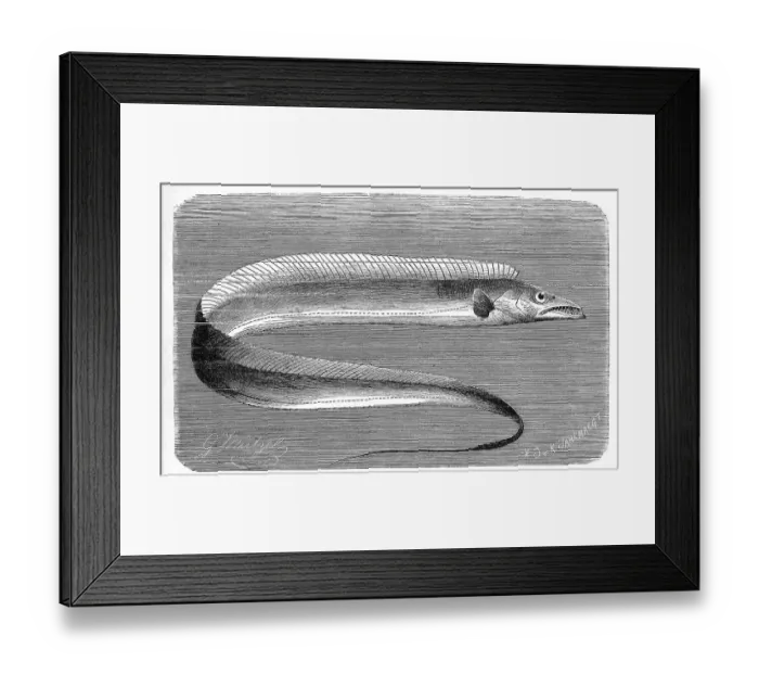 Framed Print : Fish, garter fish (Lepidopus caudatus) or scabbardfish Framed Print : Fish, garter fish (Lepidopus caudatus) or scabbardfish