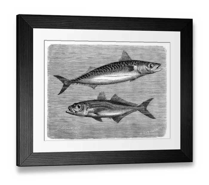 Framed Print : Fish, atlantic mackerel (Scomber scombrus) Framed Print : Fish, atlantic mackerel (Scomber scombrus)