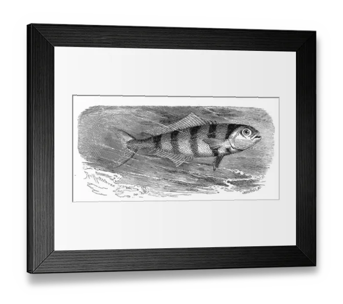 Framed Print : Fish, pilot fish (Naucrates ductor)