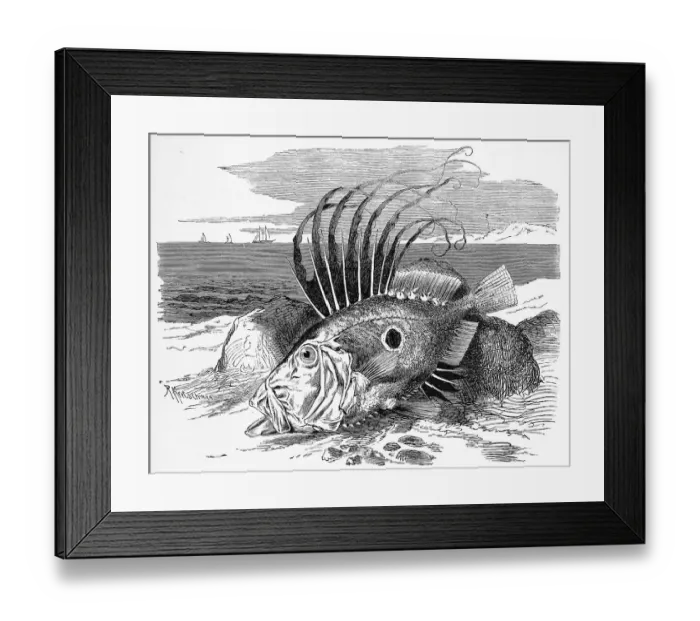 Framed Print : Fish, St. Peters fish, also john dory (Zeus faber) Framed Print : Fish, St. Peters fish, also john dory (Zeus faber)