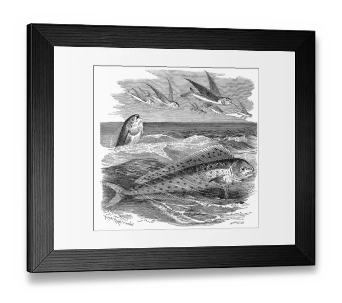 Framed Print : Fish, mahi-mahi (Coryphaena hippurus) Framed Print : Fish, mahi-mahi (Coryphaena hippurus)
