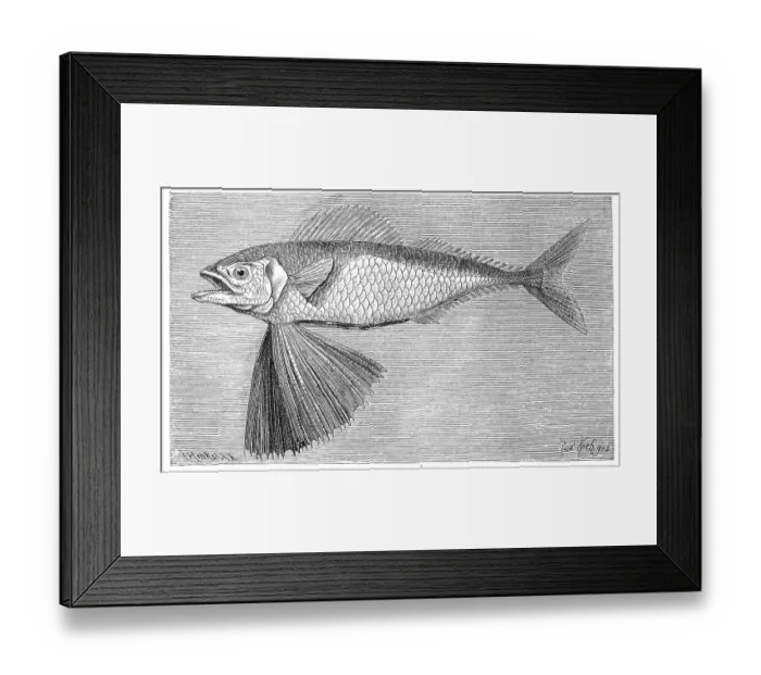 Framed Print : Fish, Channel fanfish, Large scale mackerel (Gasterochisma melampus)