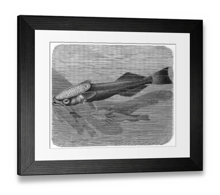 Framed Print : Fish, Shield fish, Striped ship keeper Framed Print : Fish, Shield fish, Striped ship keeper
