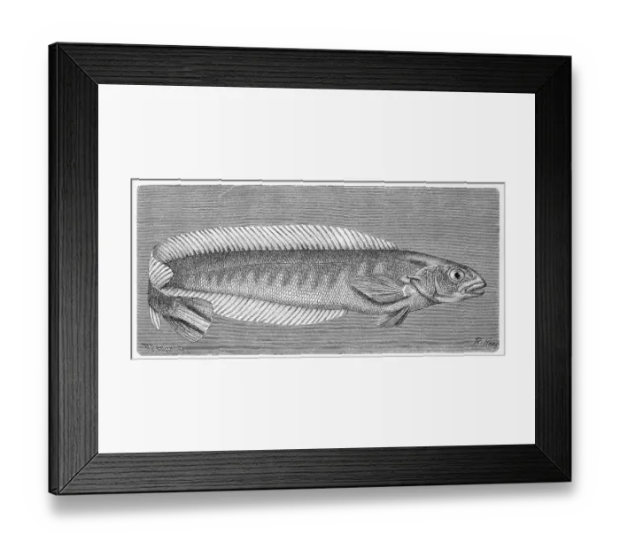 Framed Print : Fish, Hoedts soft ray, Malacanthus hoedtii