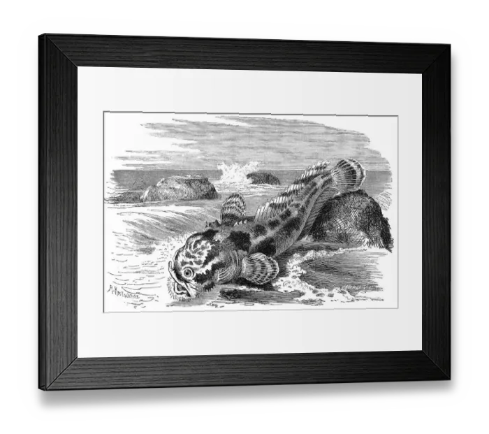 Framed Print : Fish, Hummer, Batrachus grunniens, Syn