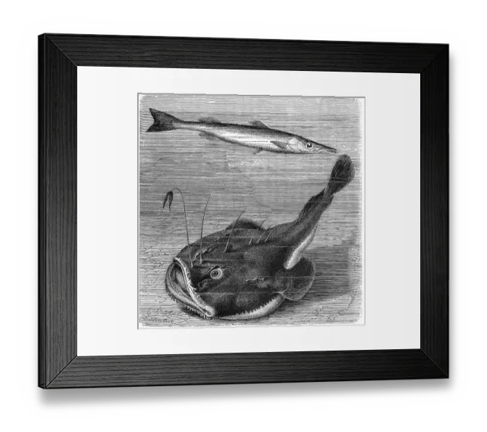Framed Print : Fish, Arrowfish, Barracuda (Sphyraena) vulgaris and Anglerfish (Lophius piscatorius) Framed Print : Fish, Arrowfish, Barracuda (Sphyraena) vulgaris and Anglerfish (Lophius piscatorius)