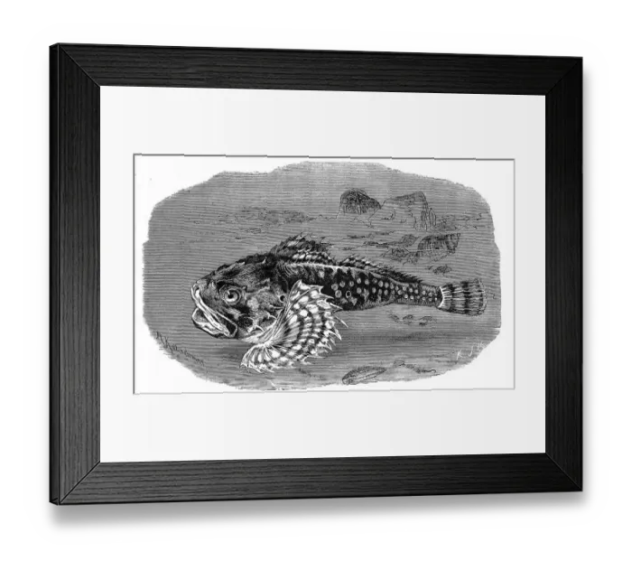 Framed Print : Fish, sea scorpion, Myoxocephalus scorpius