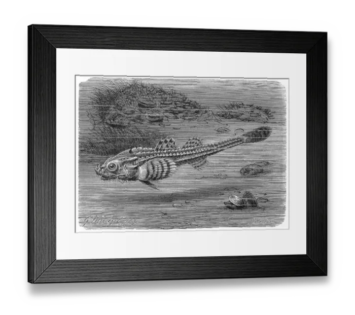 Framed Print : Fish, rock pickerel, Agonus cataphractus Framed Print : Fish, rock pickerel, Agonus cataphractus