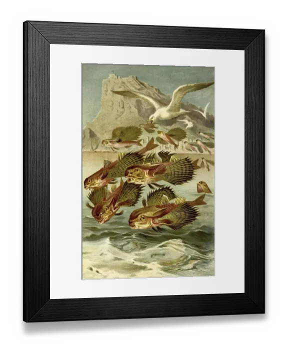 Framed Print : Fish, flying fowl (Dactylopterus volitans)