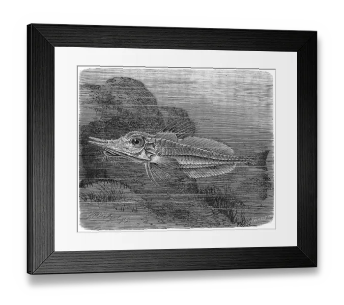 Framed Print : Fish, Malarmat (Peristedion cataphractum)
