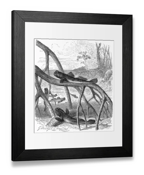 Framed Print : Fish, atlantic mudskipper (Periophthalmus barbarus)
