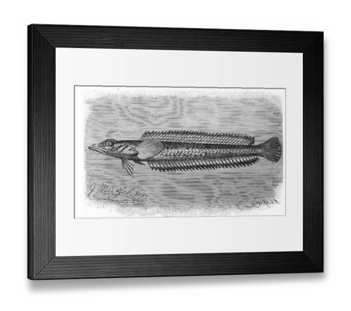 Framed Print : Fish, spiny legume, Hemerocoetes acanthorynchus Framed Print : Fish, spiny legume, Hemerocoetes acanthorynchus