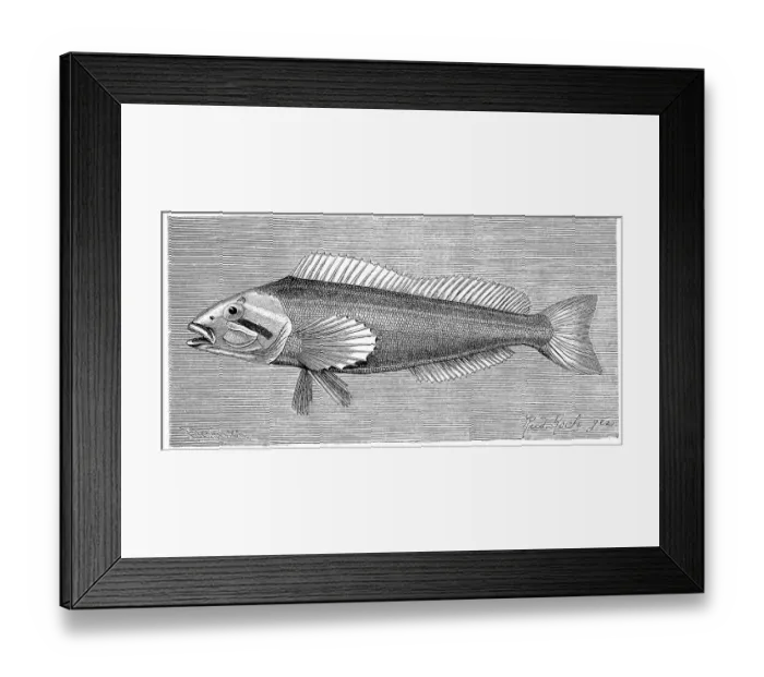 Framed Print : Fish, Six-heron, Chirus hexagrammus