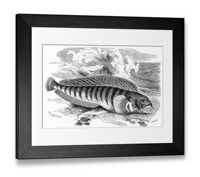 Framed Print : Fish, atlantic wolffish (Anarhichas lupus) Framed Print : Fish, atlantic wolffish (Anarhichas lupus)