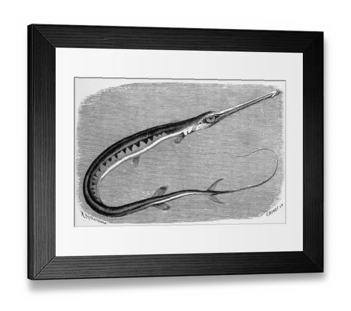 Framed Print : Fish, Tobacco pipe, Blue-spotted pipefish (Fistularia) tabacaria