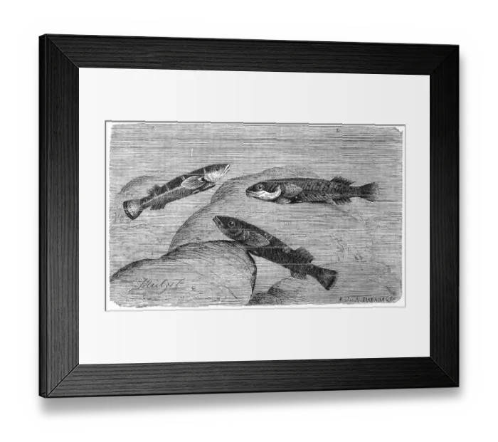 Framed Print : Fish, sucker, shield belly, two-spot sucker