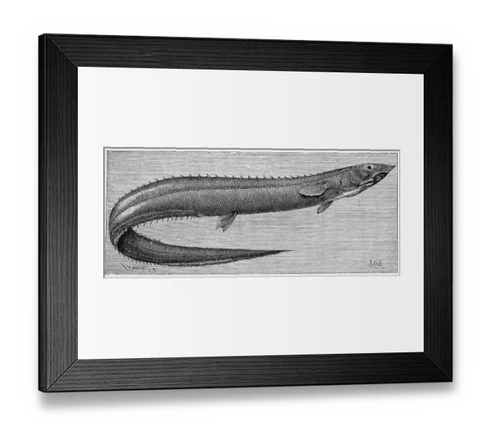 Framed Print : Fish, Rissos spinyback, spinyback eel Framed Print : Fish, Rissos spinyback, spinyback eel