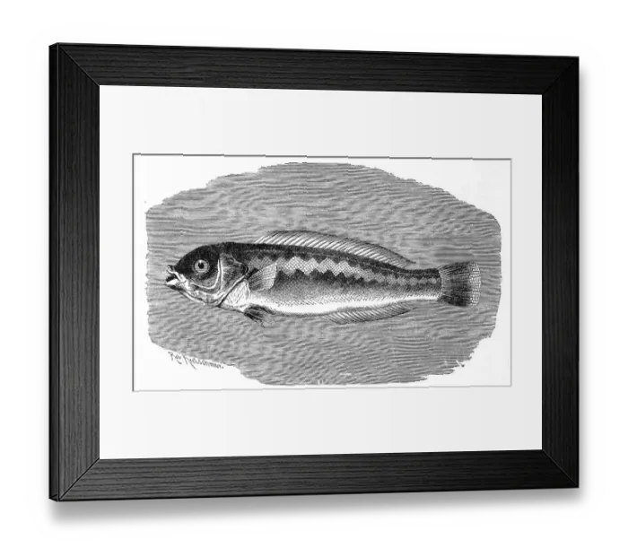 Framed Print : Fish, mediterranean rainbow wrasse (Coris julis)