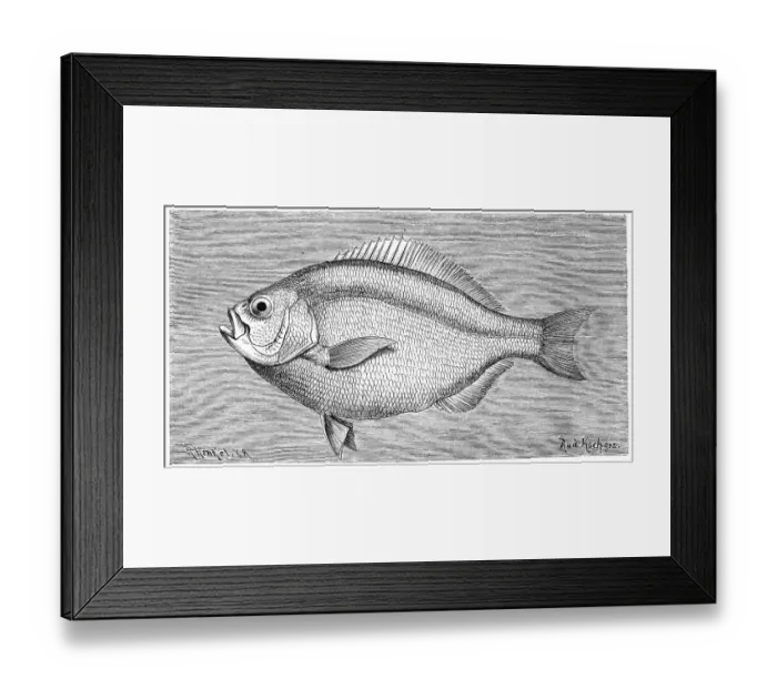 Framed Print : Fish, Silver double hole, Ditrema argenteum