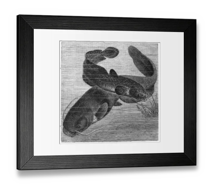 Framed Print : Fish, 1. burbot (Lota lota), bony fish of the burbot family Framed Print : Fish, 1. burbot (Lota lota), bony fish of the burbot family