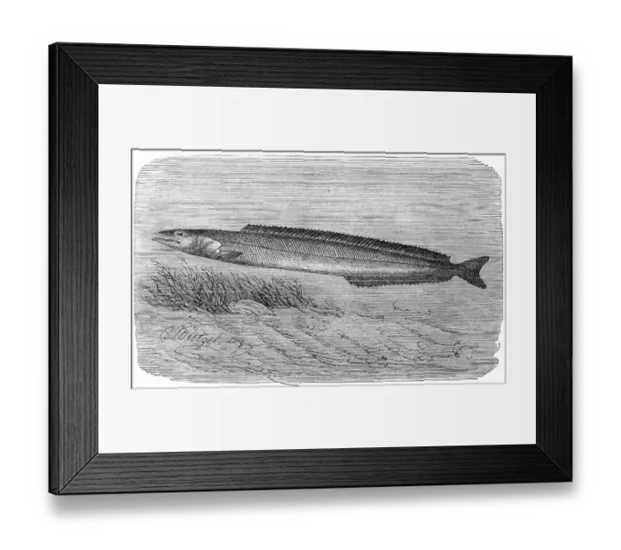 Framed Print : Fish, lesser sand eel (Ammodytes tobianus)