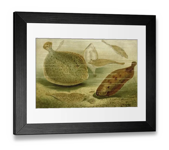 Framed Print : Fish, Flatfish (Solea solea), Turbot (Scophthalmus maximus) Framed Print : Fish, Flatfish (Solea solea), Turbot (Scophthalmus maximus)