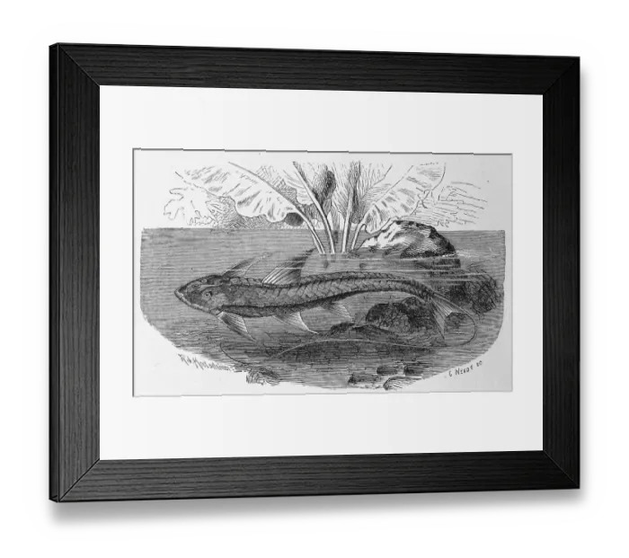 Framed Print : Fish, Loricaria cataphracta, Historic Framed Print : Fish, Loricaria cataphracta, Historic