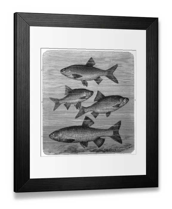 Framed Print : Fish, 1. aland, also called orfe (Leuciscus idus) or ide (fish)