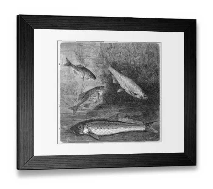 Framed Print : Fish, 1. european bitterling (Rhodeus sericeus) syn
