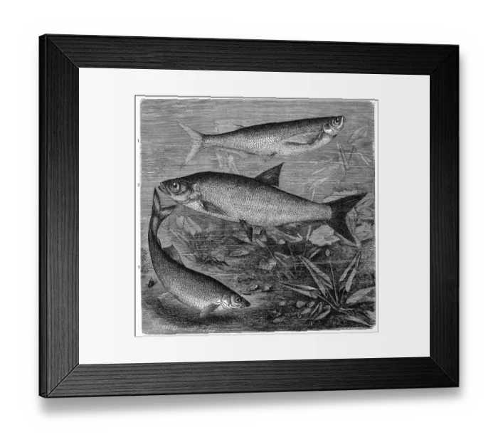 Framed Print : Fish, 1. goat, also sabre carp (Pelecus cultratus)