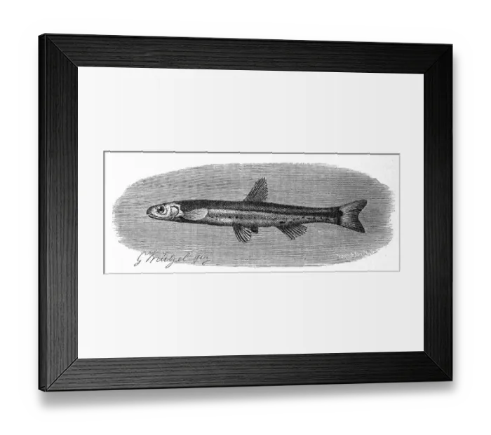 Framed Print : Fish, Angola cneria, Eared fish