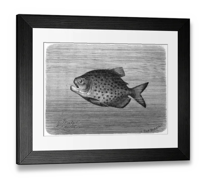 Framed Print : Fish, Piraya piraya, is the largest piranha (Pygocentrus) Historic Framed Print : Fish, Piraya piraya, is the largest piranha (Pygocentrus) Historic