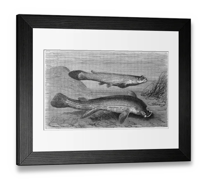 Framed Print : Fish, four-eye, Anaplebs tetrophthalmus Framed Print : Fish, four-eye, Anaplebs tetrophthalmus