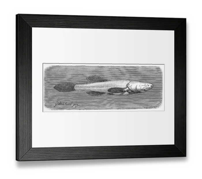 Framed Print : Fish, cave fish, northern cave fish or northern blind fish